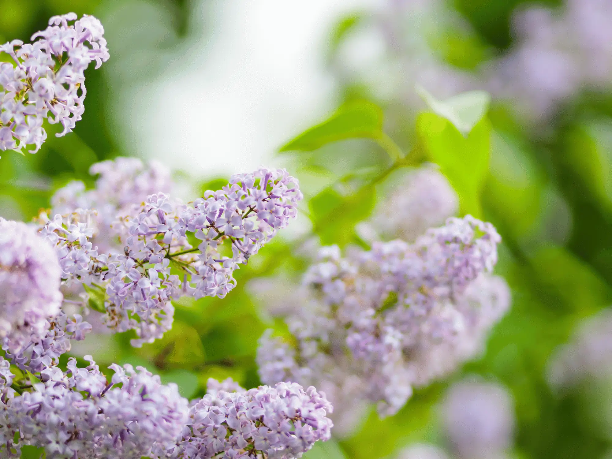 Marieke op het Strand, HSP, Den Haag, Marieke Verkerk, Intuïtie, cursus, Heel de natuur in jou, workshop, H.I.P, hooggevoelig, luisterkind, luisterkind-afstemming, aarden, gronden, aardingsproducten, Earthing Nederland, kortingscode, alternatief advent vieren, bijenvoedselbank, Pollinators, voor jezelf zorgen, healing garden, lifecoach, bomen, levensvragen, bodem, geboortebegeleiding, HSP Cursus Loslaten, EHB(h)O-Toolkit, moe zijn, Healing Garden, helend veld, Healing Garden sessie, healing garden coaching, challenge, Verbind je met de natuur in jou, natuurpiramide, Heel de natuur in jou, individueel traject, betekenisvol leven, De Helende Tuinvrouw, Helende verbinding met je tuin, helende tuin, verbind je met je tuin, hoogsensitief, masterclass luisteren naar je tuin, Jane Goodall, e-book, neurodivergent brein,