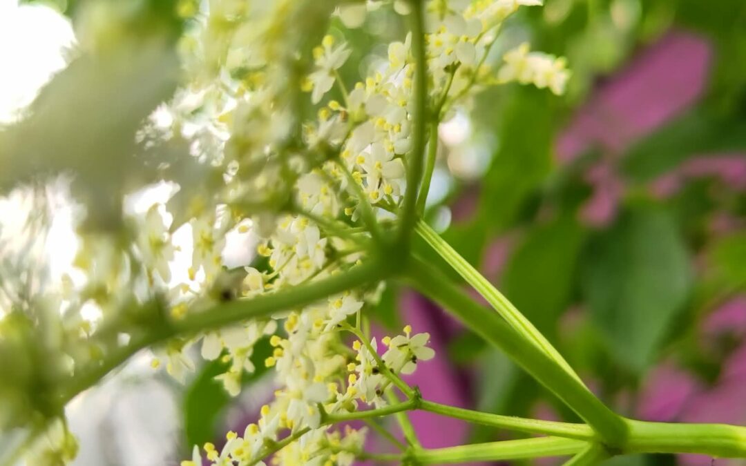 De kracht van niets doen in de tuin: gun jij het jezelf?