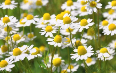 Kamille droeg me 1,7 km — over geur, vakantie en helende natuur