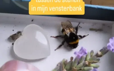 Hommel valt met een plof in mijn vensterbank: Ik dacht dat ze doodging
