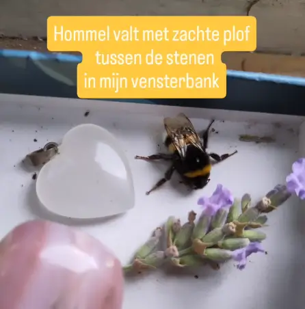 Hommel landt op vensterbank, De Helende Tuinvrouw Marieke op het Strand, HSP, Den Haag, Marieke Verkerk, Intuïtie, Heel de natuur in jou, hooggevoelig, luisterkind, luisterkind-afstemming, aarden, gronden, aardingsproducten, Earthing Nederland, kortingscode Earthing Nederland, alternatief advent vieren, voor jezelf zorgen, healing garden, levensvragen, geboortebegeleiding, levensbrugafstemming, HSP Cursus Loslaten, moe zijn, Healing Garden, helend veld, healing garden coaching, Verbind je met de natuur in jou, natuurpiramide, Heel de natuur in jou, individueel traject, betekenisvol leven, De Helende Tuinvrouw, Helende verbinding met je tuin, helende tuin, verbind je met je tuin, hoogsensitief, masterclass luisteren naar je tuin, e-book voor meer rustmomenten met de natuur, neurodivergent brein, healing garden energie, , communiceren met planten, communiceren met de tuin, natuurwezens, deva's, Atlantis tuin, Atlantis energie, Lemurie tuin, lemurie energie, Orion, 1-op-1 traject, zingeving, levensvragen, hoogsensitiviteit, helende tuinvrouw, healing garden energie, summerschool, lezing
